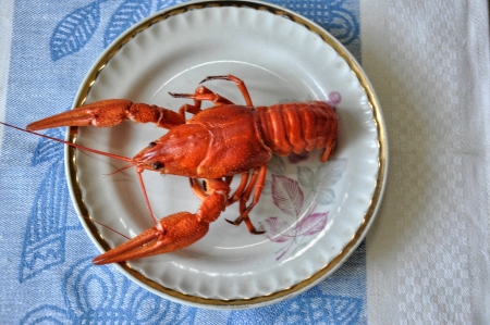 crayfishの写真素材