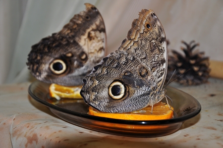 Butterfly living 20 daysの写真素材