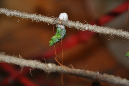 Chrysalis Butterflyの写真素材