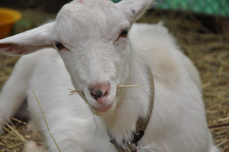 Little goat
