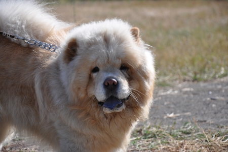 Summer show dog の写真素材