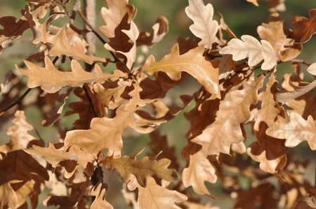 Autumn leaves 