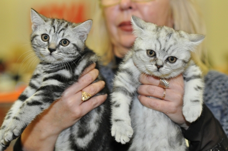 International cat show のeditorial素材