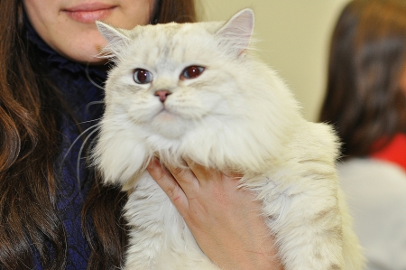 International cat show のeditorial素材