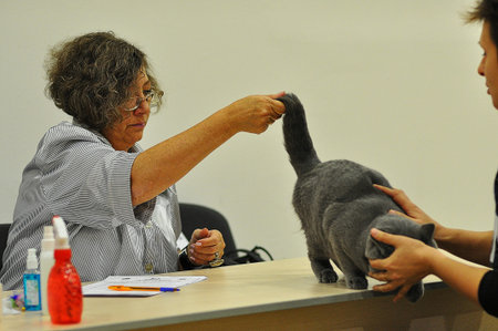 International cat show のeditorial素材