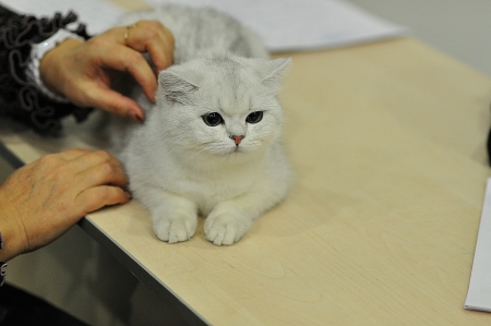 International cat show のeditorial素材