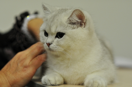 International cat show のeditorial素材