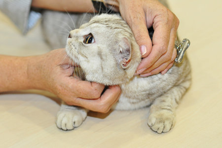 International cat show のeditorial素材