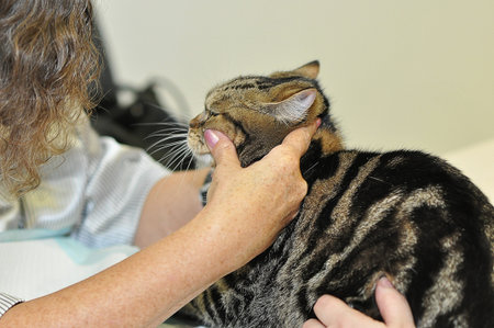 International cat show のeditorial素材