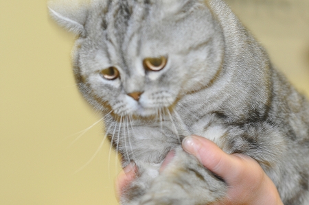 International cat show のeditorial素材