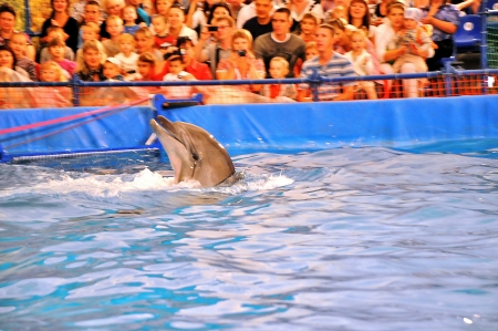 Dolphinariumのeditorial素材