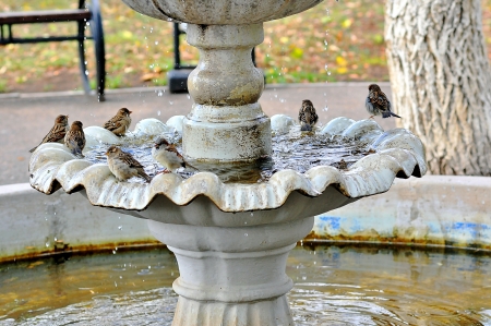 The fountain and the Sparrowの写真素材