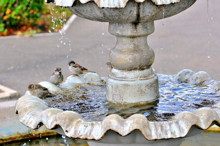 The fountain and the Sparrow