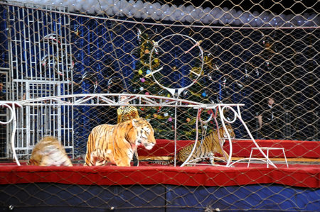 Tiger in the circus arena