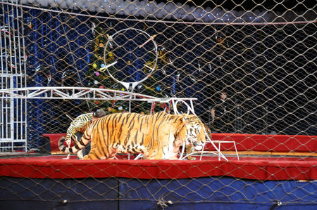 Tiger in the circus arena