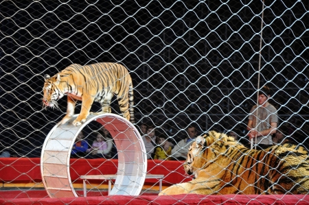 Tiger in the circus arenaのeditorial素材