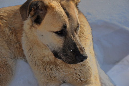Ordinary pooch in the snowの写真素材