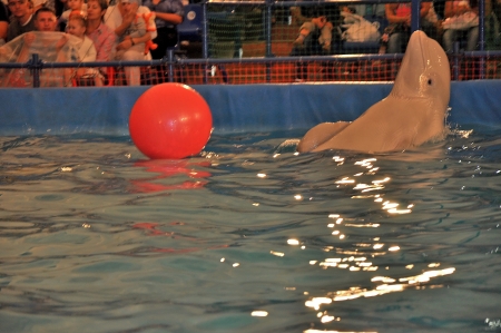 In Dolphinariumのeditorial素材