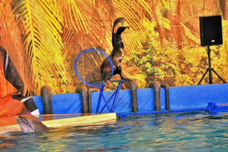 In Dolphinariumのeditorial素材