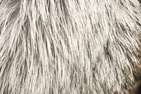 Fur textureの写真素材