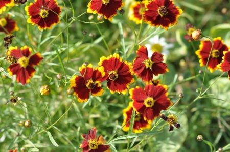 Decorative flowersの写真素材