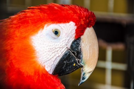 Scarlet Macaw Ara or Macaw Araの写真素材