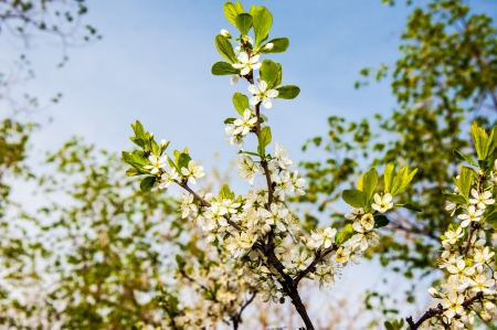 Spring blossomの写真素材
