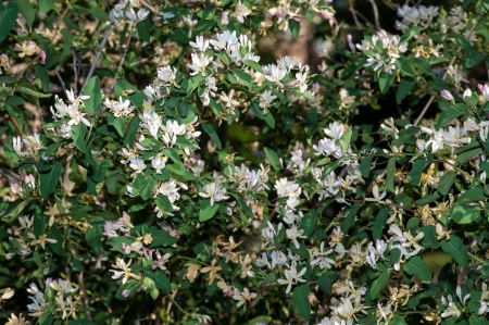 Vo?lc?i a?gody is a collective, common name of several plants, fruits, most of which are toxic or irritant propertiesの写真素材