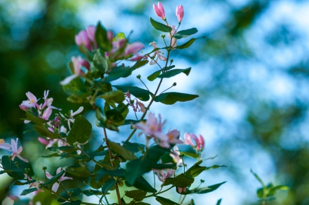 Vo?lc?i a?gody is a collective, common name of several plants, fruits, most of which are toxic or irritant propertiesの写真素材