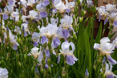 IRIS Garden (KASATNIK) is perfect for landscape designの写真素材