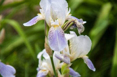 IRIS Garden (KASATNIK) is perfect for landscape design