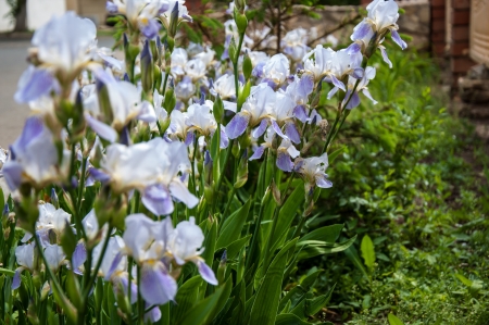 IRIS Garden (KASATNIK) is perfect for landscape designの写真素材