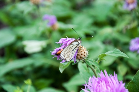 Insect in search of flower nectarの写真素材