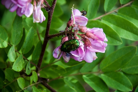 Insect in search of flower nectarの写真素材