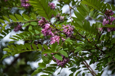 Rose Acacia Robinia or acinar Simsの写真素材
