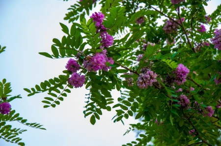 Rose Acacia Robinia or acinar Simsの写真素材