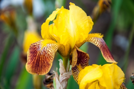 Iris flowers are perfect for landscape designの写真素材