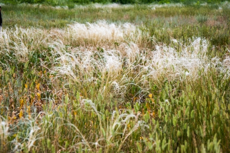 Rare species BEAUTIFUL FEATHER GRASS. Listed in the Red data book of the Russian Federation.の写真素材