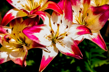 Lily is a genus of plants in the family Liliaceaeの写真素材