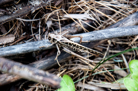 Invasion Locust