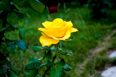 Cluster rose yellowの写真素材