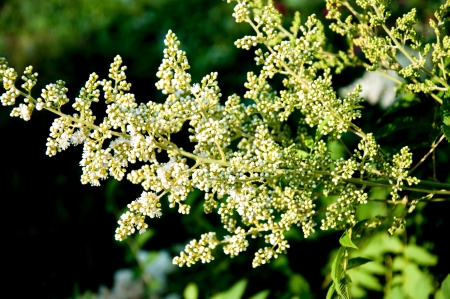 Rabinolistnyj or rabinolistnaa spirea, sorbaria, deciduous shrub, growing under natural conditions in Siberia and the far Eastの写真素材