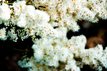 Rabinolistnyj or rabinolistnaa spirea, sorbaria, deciduous shrub, growing under natural conditions in Siberia and the far Eastの写真素材