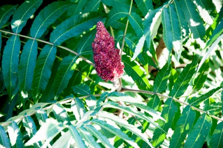 Acetic tree or sumac reindeerの写真素材