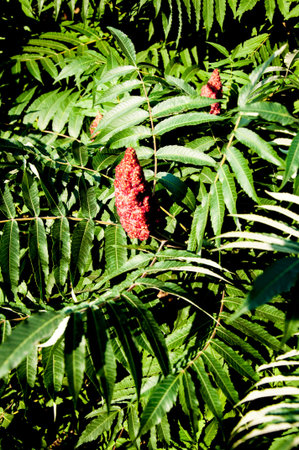 Acetic tree or sumac reindeer