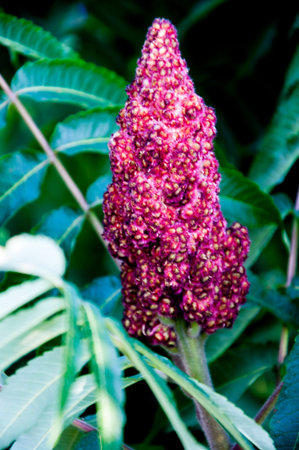 Acetic tree or sumac reindeer