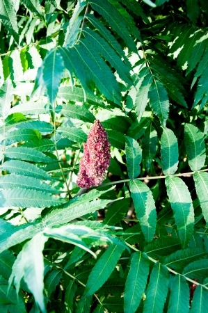 Acetic tree or sumac reindeerの写真素材