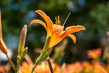 Lily is a genus of plants in the family Liliaceaeの写真素材