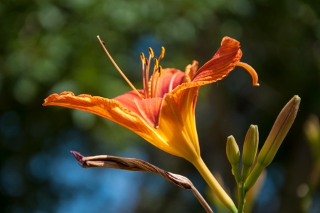 Lily is a genus of plants in the family Liliaceaeの写真素材