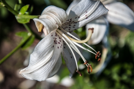 Lily is a genus of plants in the family Liliaceaeの写真素材